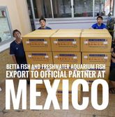 Описание изображения