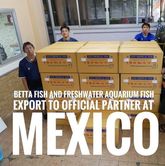 Описание изображения