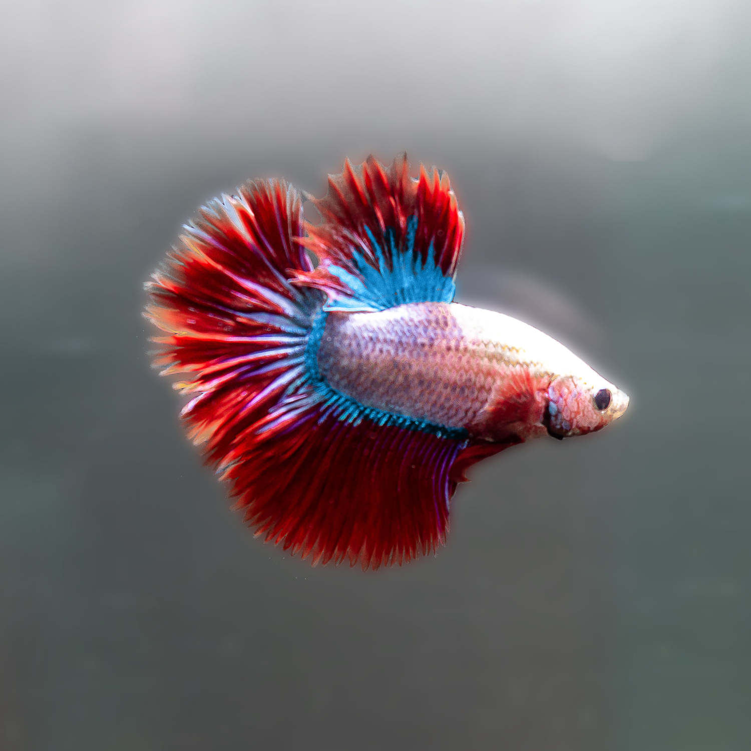 pECES DE ORNATO&nbsp;